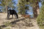 wild-horses